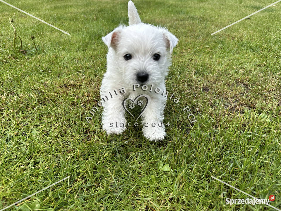 Suczka rasy west highland white terrier Poręba