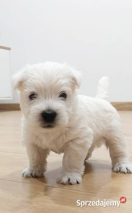 West Highland white terrier szczeniaki mazowieckie Pilawa