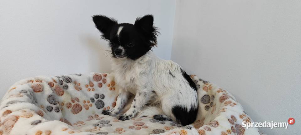 Chihuahua mini szczeniak puppy prawdziwy rodowód Radom
