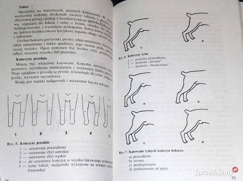 Boksery Jerzy Kapyś sprzedam