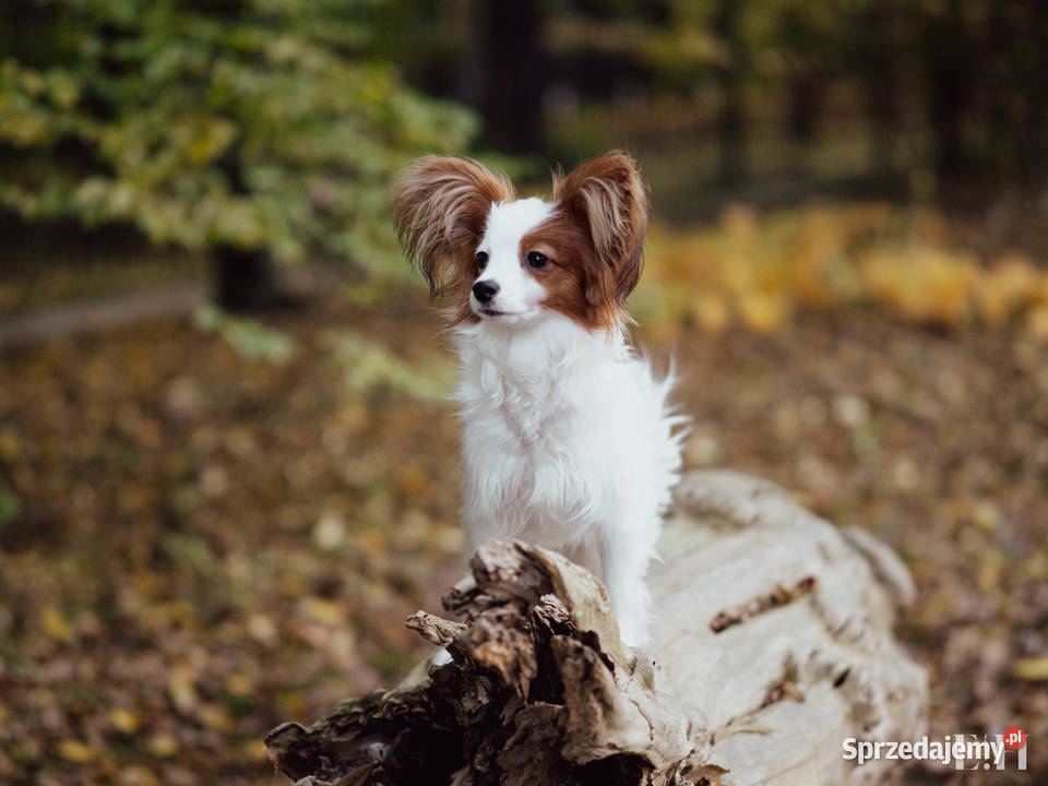 Papillon piesek ZKwP FCI Championach Rzeszów sprzedam