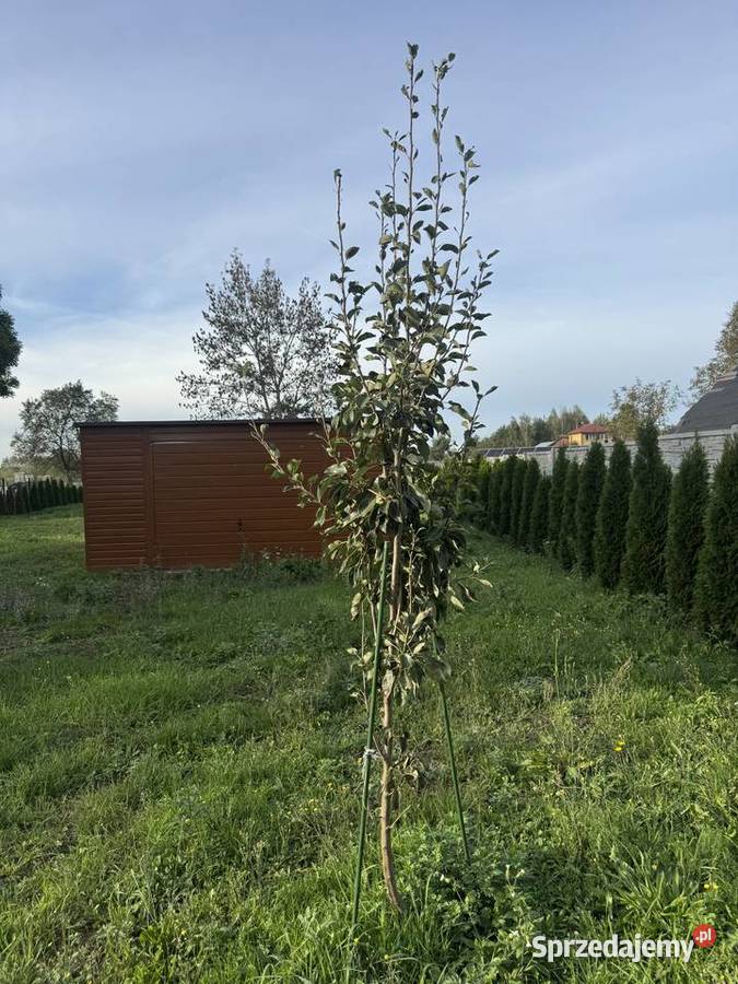 Działka bud 2300mkw 100 ogrodzona lubelskie Nowa Jedlanka