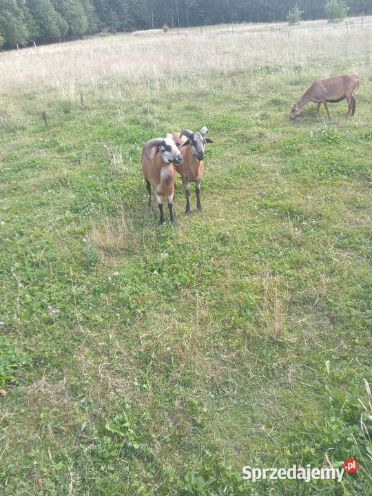 Sprzedam barany kameruńskie