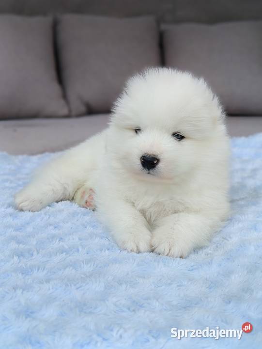 Szczeniaki Samoyed