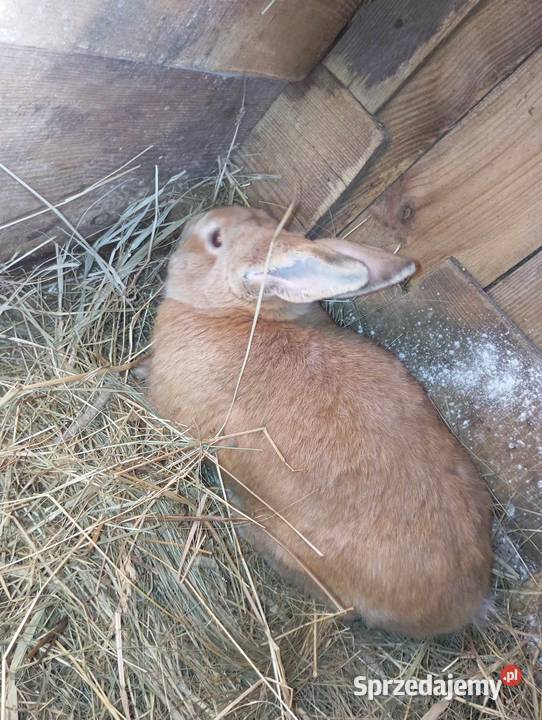 Sprzedam Króliki Przasnysz sprzedam