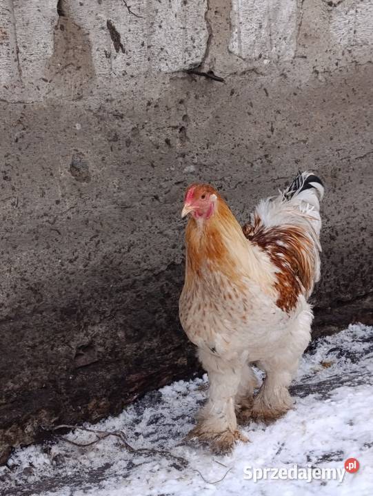Brahma olbrzymia koguty Więcbork sprzedam