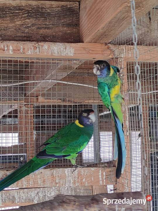 Papugi rozelle aleksandretty Wola Mikorska