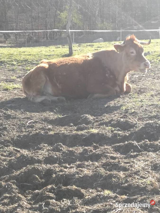 Sprzedam byczka limousine Zwierzęta Bobolice