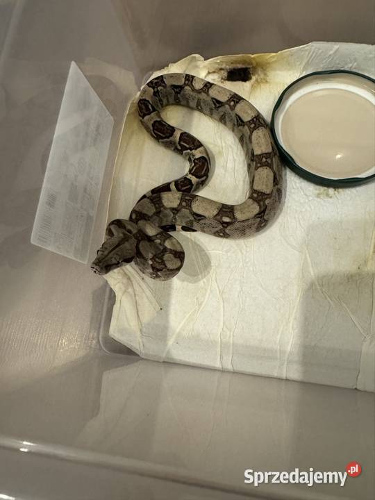Węże boa imperator Pińczów
