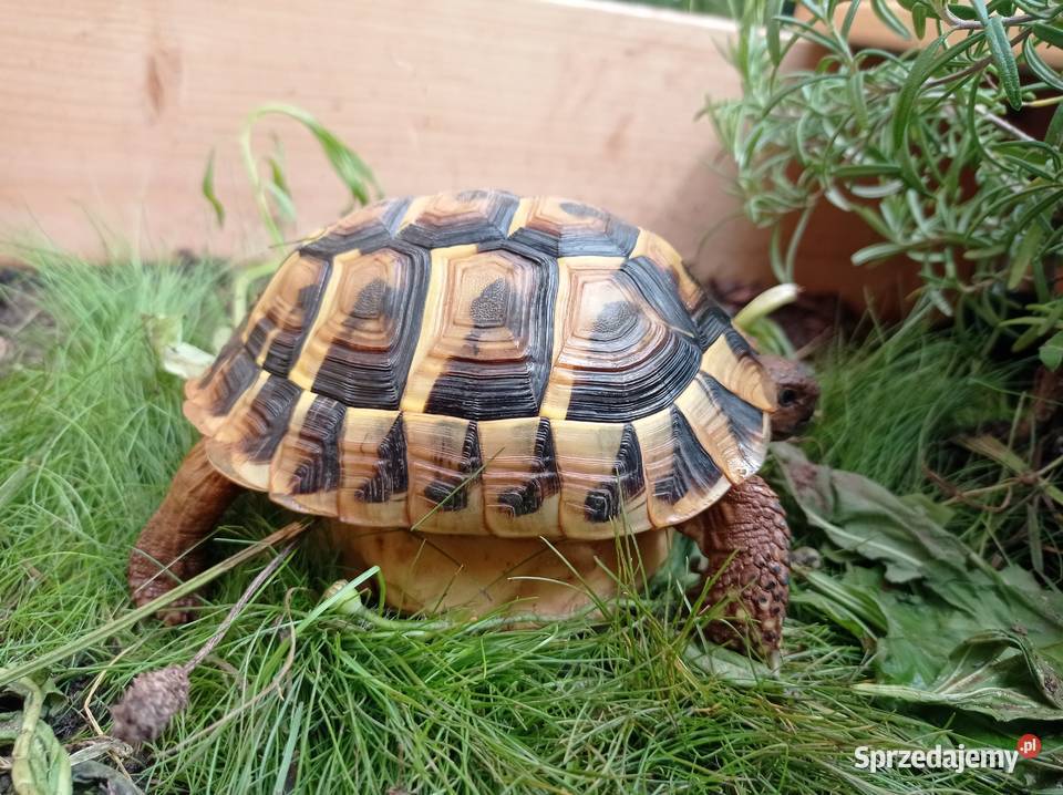 Zolw grecki samica zarejestrowany CITES 5 letni Gdańsk