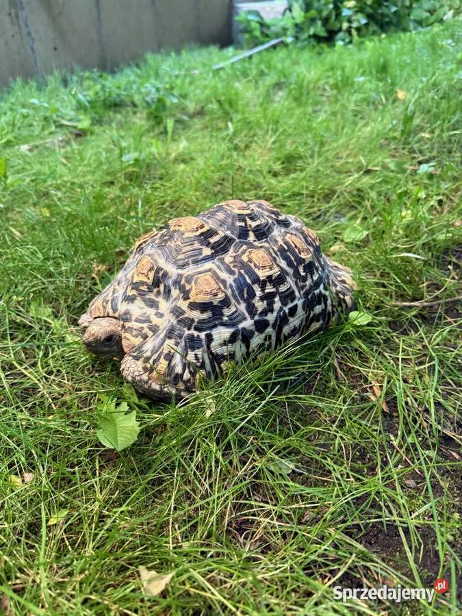 Żółw Lamparci Stigmochelys pardalis ur 2017 Leah Warszawa