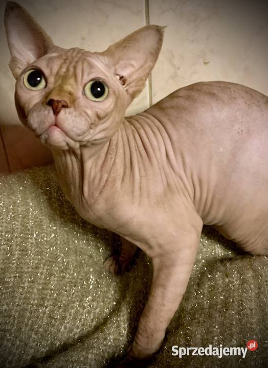 Sphynx Sfinks Likwidacja hodowli dorosle Kotełki Warszawa