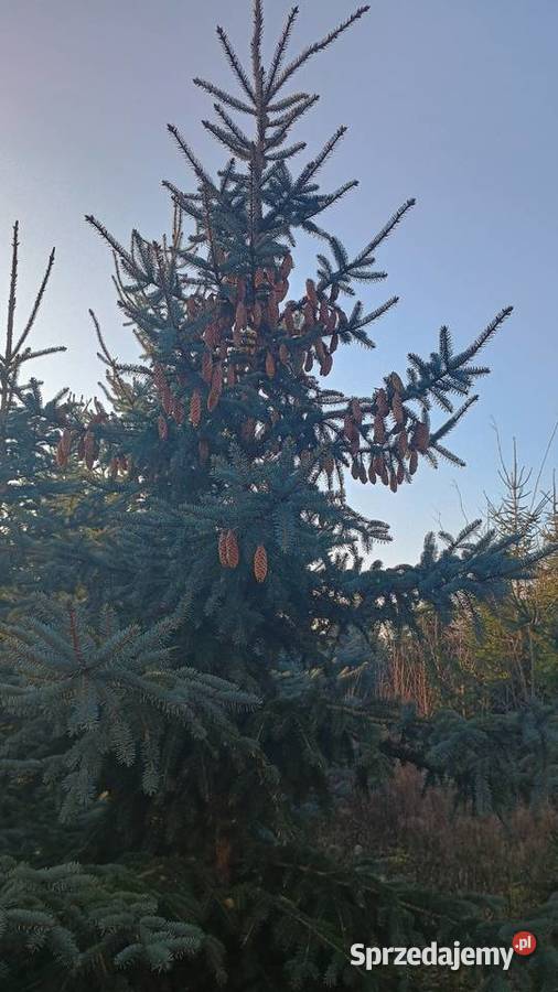 DUŻE Choinki na Święta BN 2025 Poznań i DARMOWA wielkopolskie