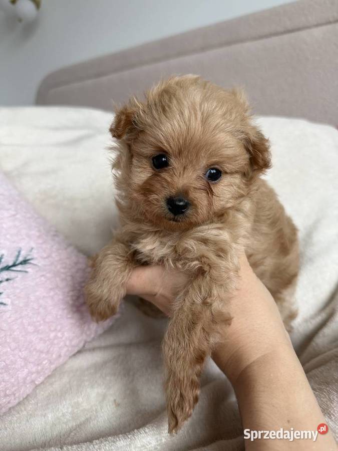 POMAPOO szpic miniaturowy pudel toy suczka Rębieskie