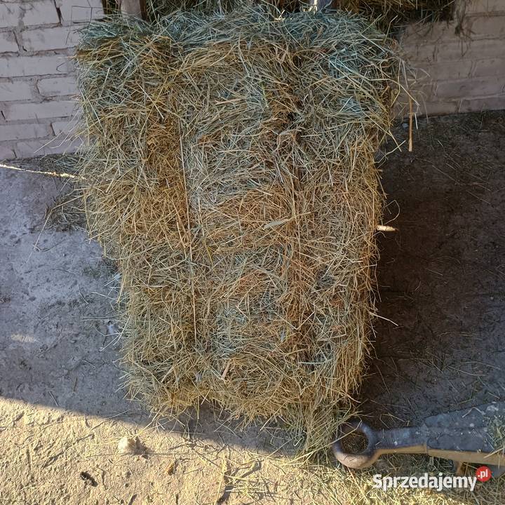 Żytopszenica pszenżyto owies siano Kowala sprzedam
