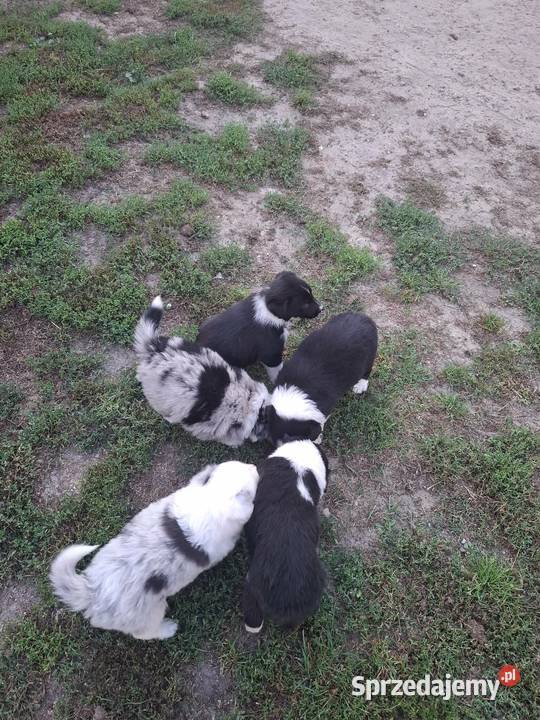 Szczeniaki Border Collie Józefów nad Wisłą sprzedam