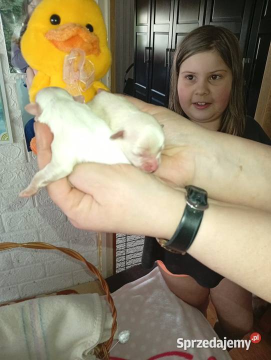 Piękny Maltańczyk z rodowodem śląskie Mysłowice