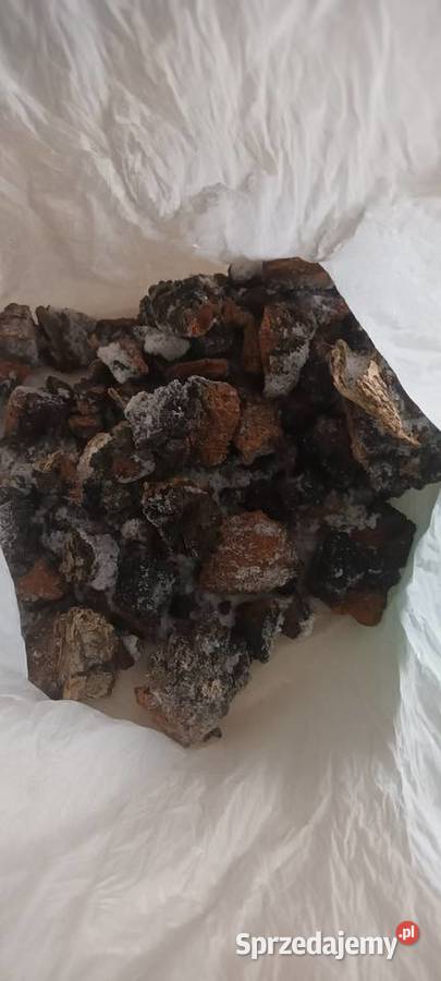 Chaga czaga błyskoporek podkorowy Grzyb