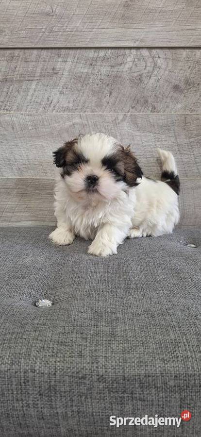 Shih Tzu suczki I piesek Przysucha