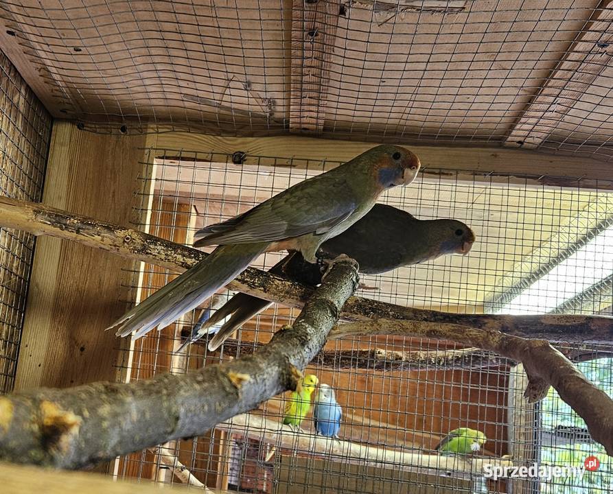 Sprzedam papugi Rozele Królewskie 2025r Rostarzewo