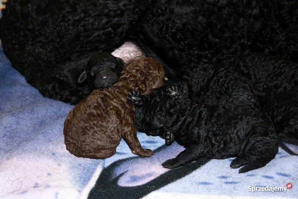 Curly Coated Retriever szczenieta Psy mazowieckie Warszawa