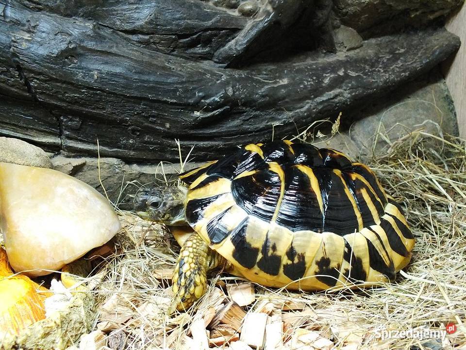 Żółw Grecki Samica ok 30 10 lat