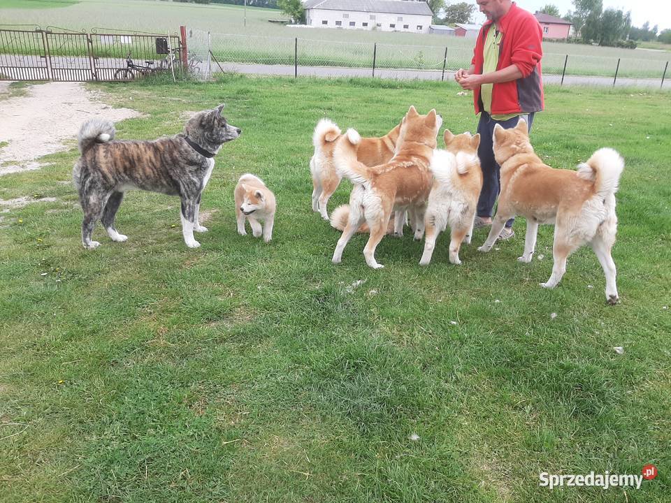 Akita inu ojcu dogoterapeucie Warszawa
