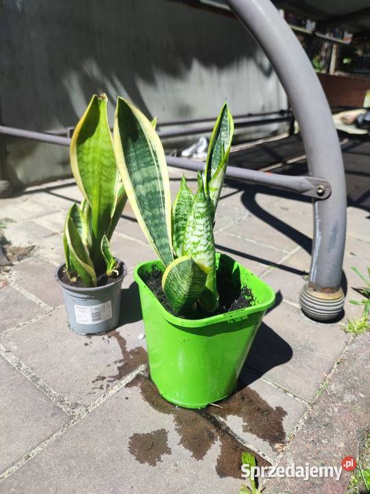 Sanseveria Języki teściowej Mysłowice