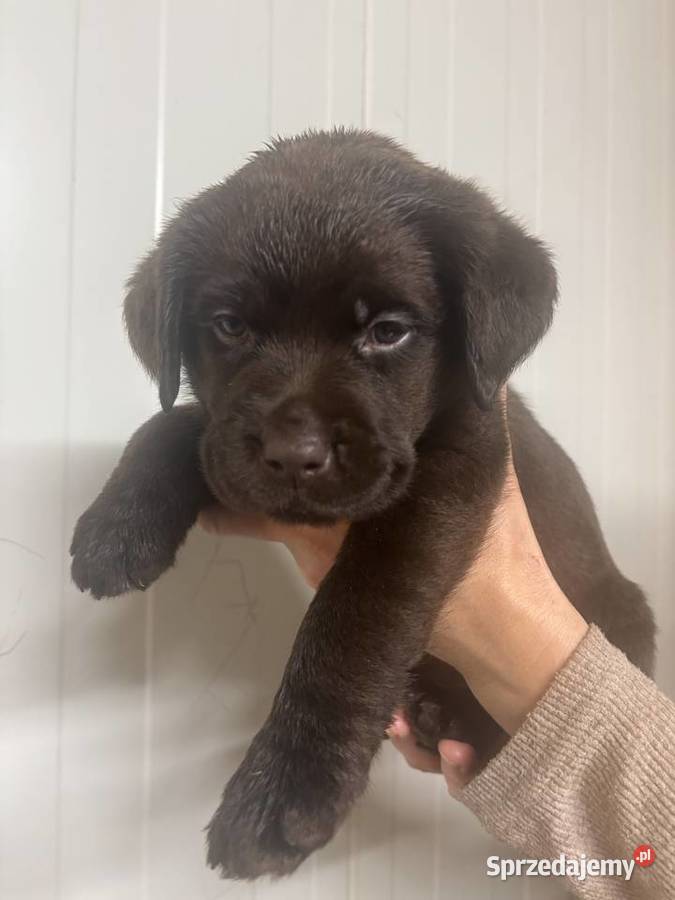 Labrador czekoladowy szczenię piesek Piekary