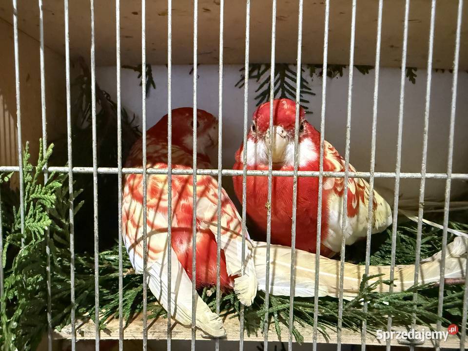 Częściowa likwidacja Rozella królewskiej