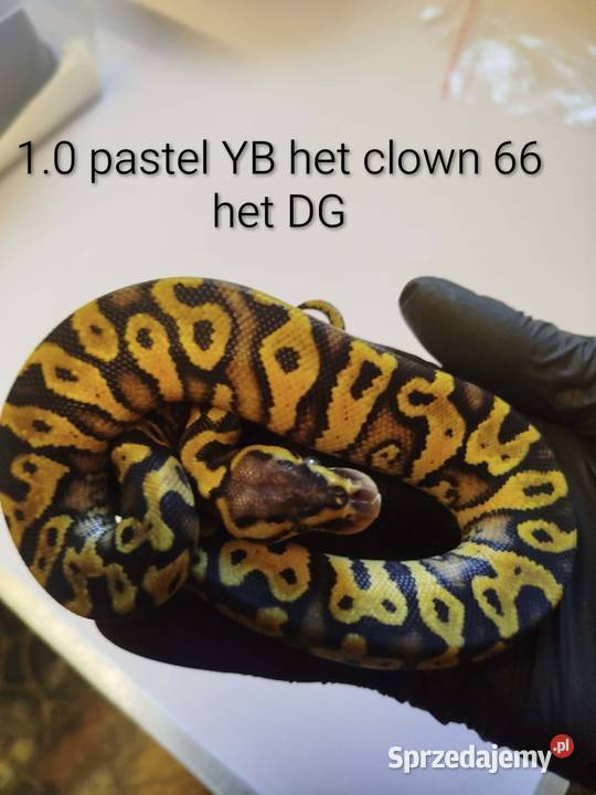 Sprzedam młode pytony królewskie Chechło Drugie sprzedam