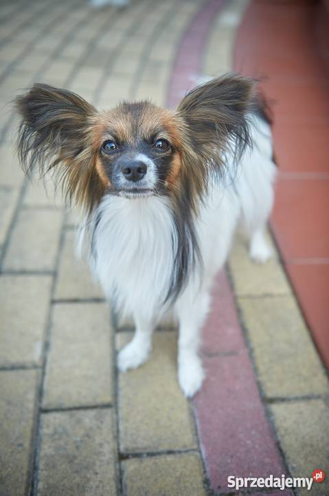 Szczeniaki Papillon trikolor sprzedam