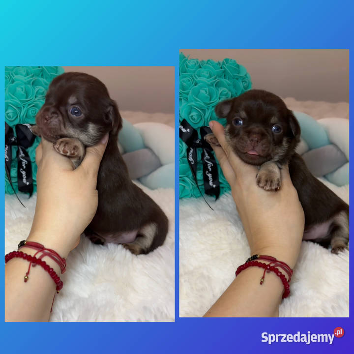 Chihuahua długowłosy piesek choco tan badania łódzkie Bełchatów