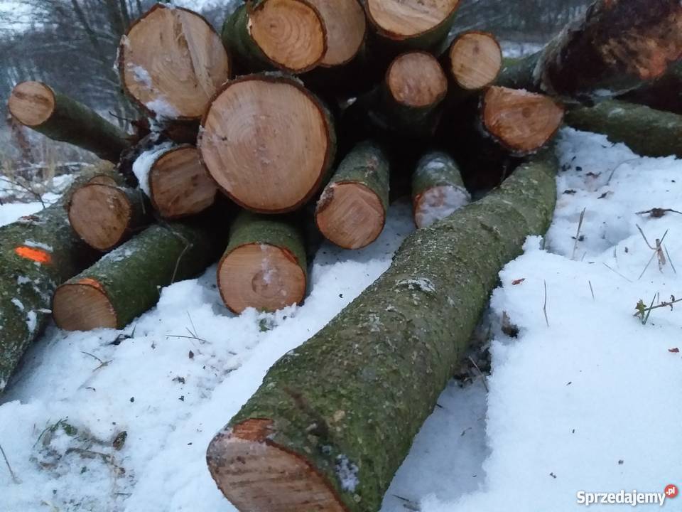 Drzewo olchabrzozasosna Mława