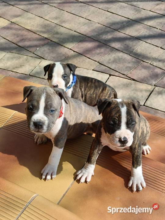 Szczenięta Amstaff american staffordshire Amstaff Wyszków