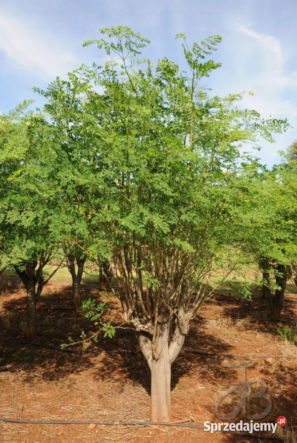 MORINGA OLEJODAJNA Moringa oleifera NASIONA 100g sprzedam