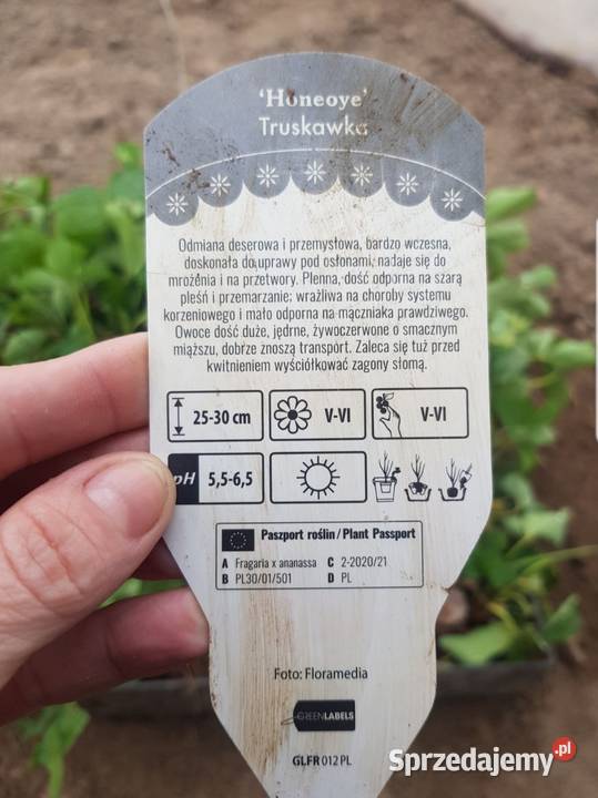 Sadzonki truskawek honeoye Tuliszków sprzedam