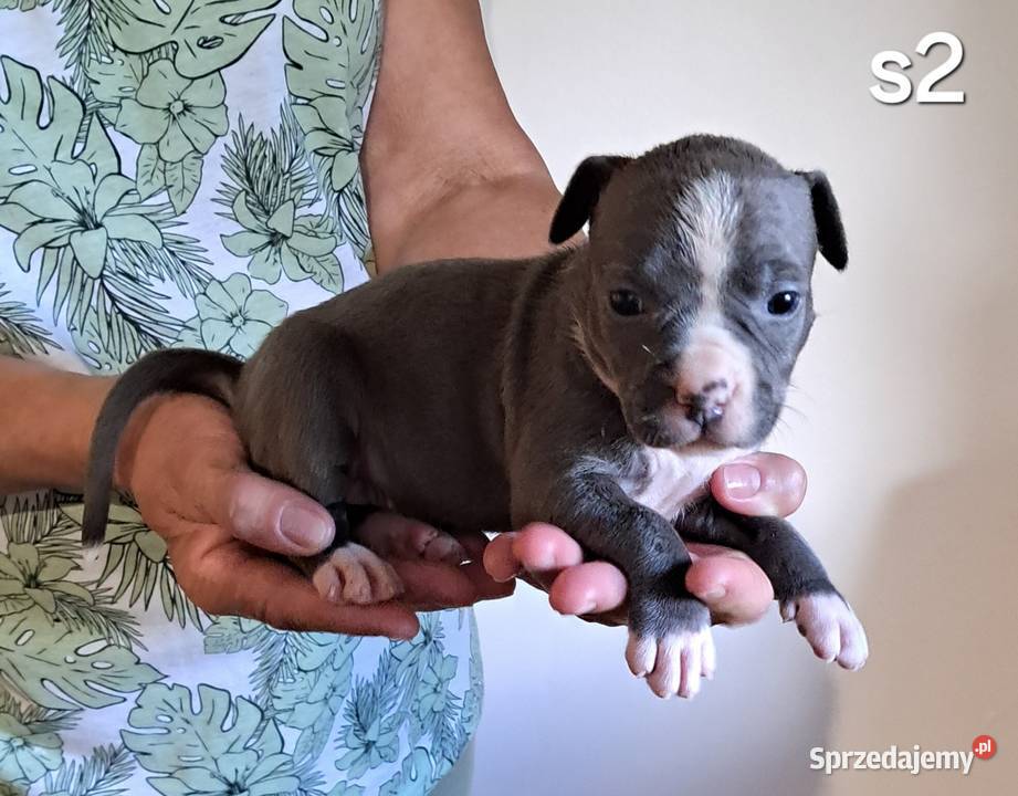 Amstaff ZKWP FCI BLUE śliczna suczka Koziegłowy