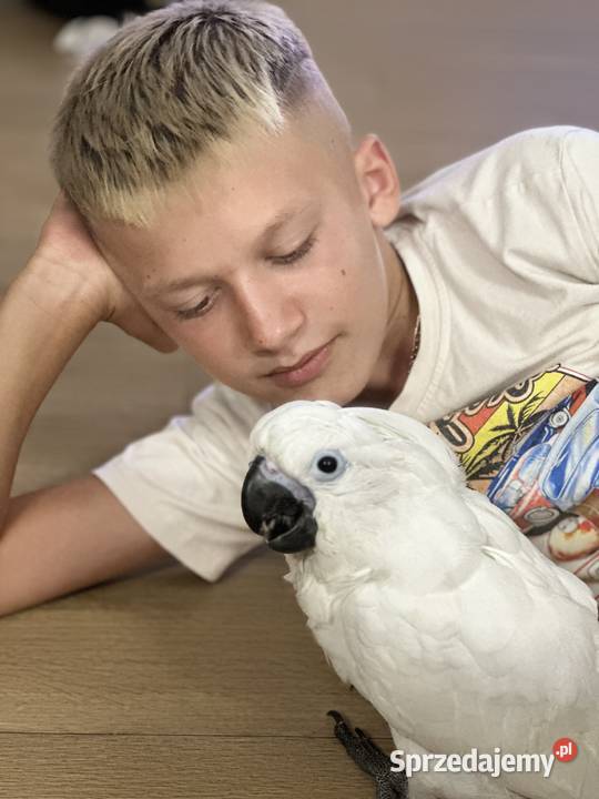 Kakadu Alba samiec oswojony ręcznie karmiony Poznań sprzedam