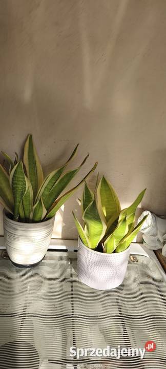 Kwiaty Doniczkowe Domowe Swarzędz