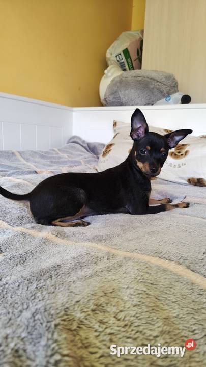 Szczenięta Toy Terrier Piotrków Trybunalski sprzedam