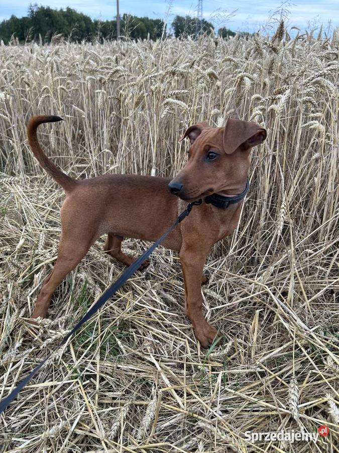 Szczenięta Pinczera Niemieckiego Pozostałe Suwałki sprzedam