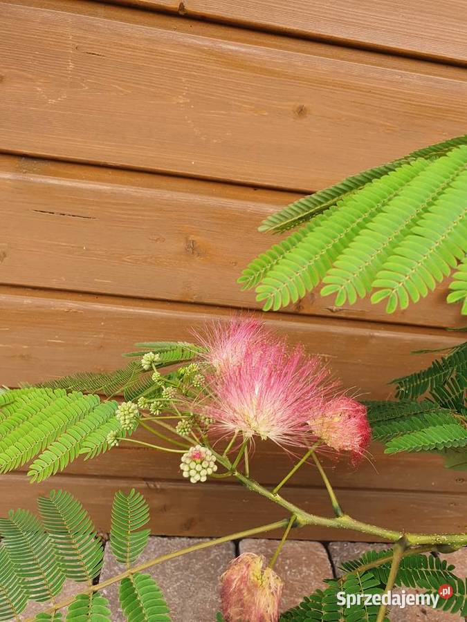 Albicja Jedwabne drzewko Albizia Krzewy ozdobne Ogród Simoradz sprzedam
