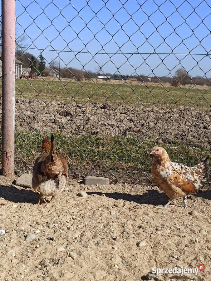 Jaja lęgowe liliputki Krupe