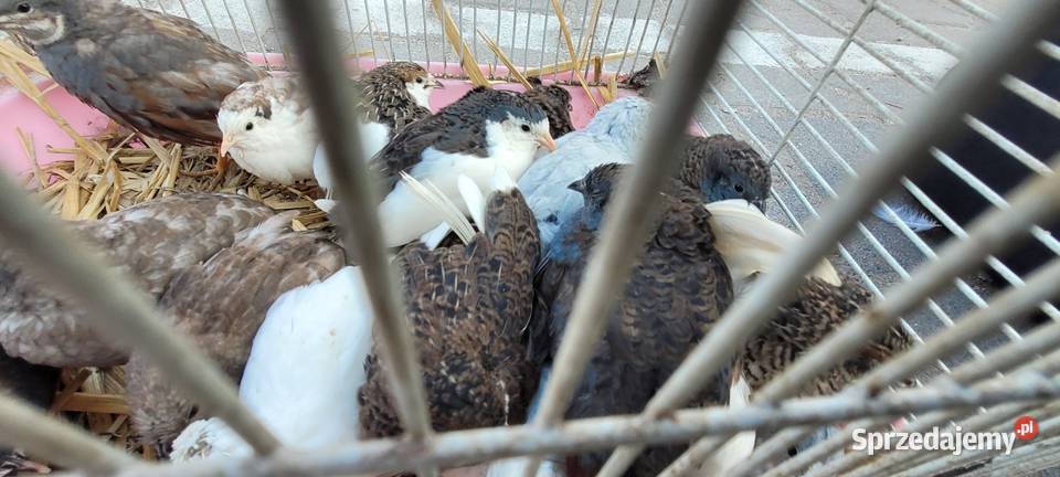 Przepiórki chińskie łódzkie Skierniewice
