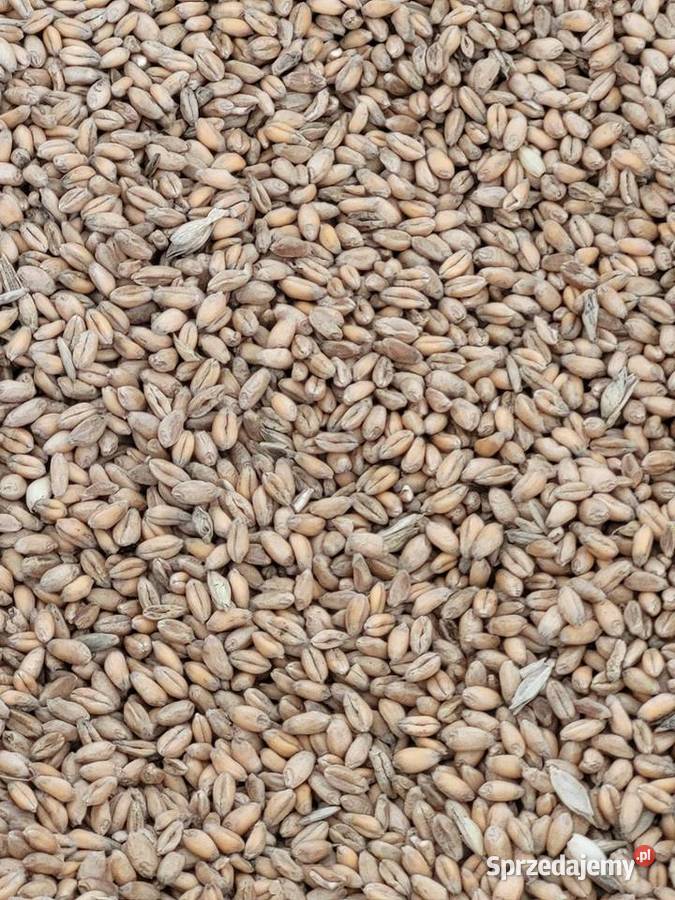 Pszenica przenżyto Czarnocin