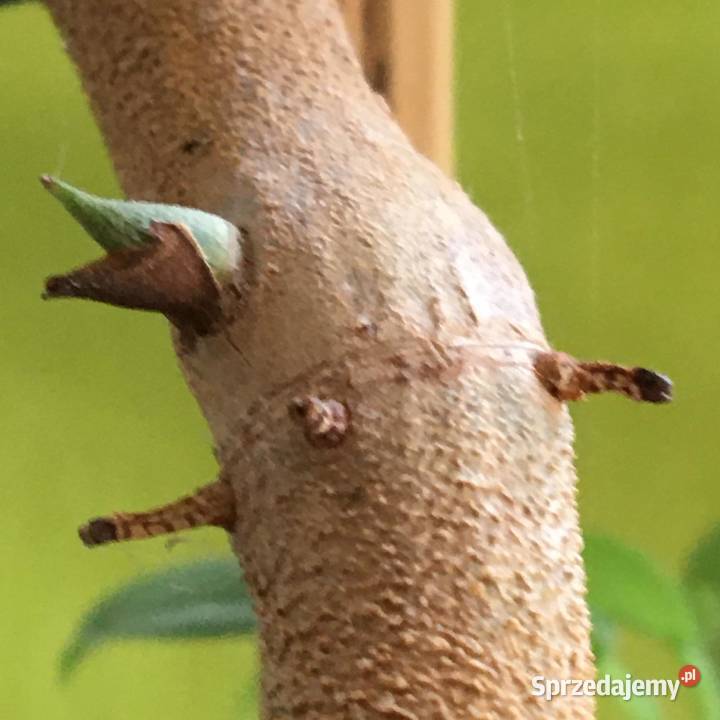 Filodendron Squamiferum roślina domowa