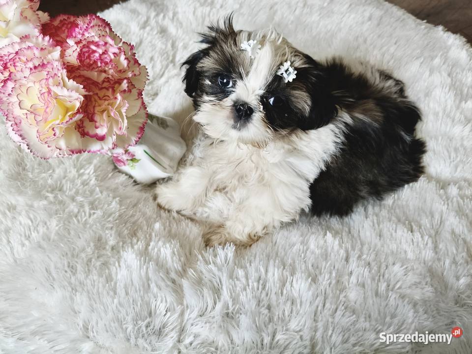 SHIH TZU piesek maleńki FCI sprzedam