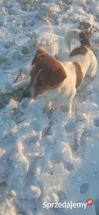 Jack russel terierr reproduktor
