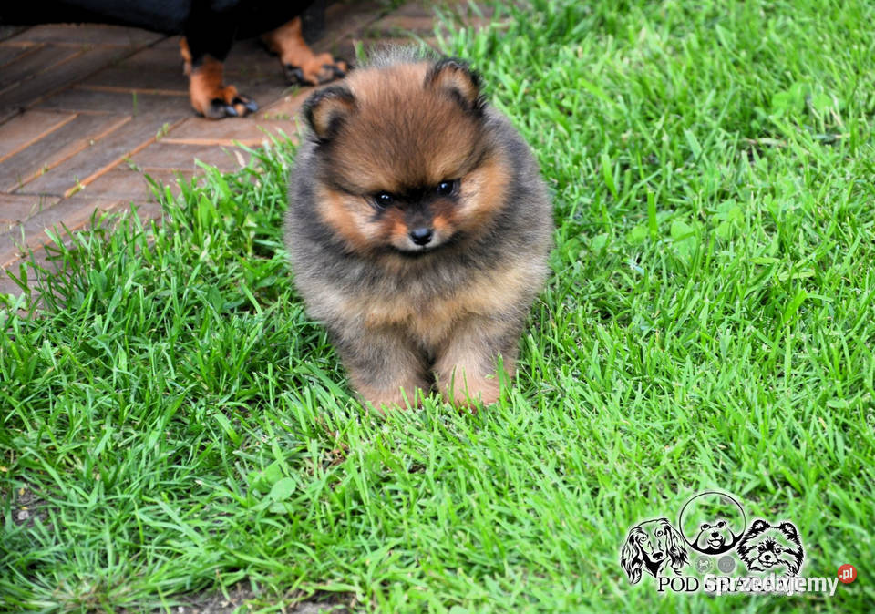 rzepiękne Szczenięta Pomeranian Szpic pomorskie